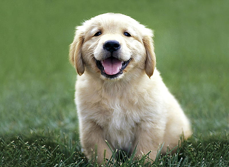 golden retreiver puppy, domestic, golden retriever, animal, dog, HD wallpaper