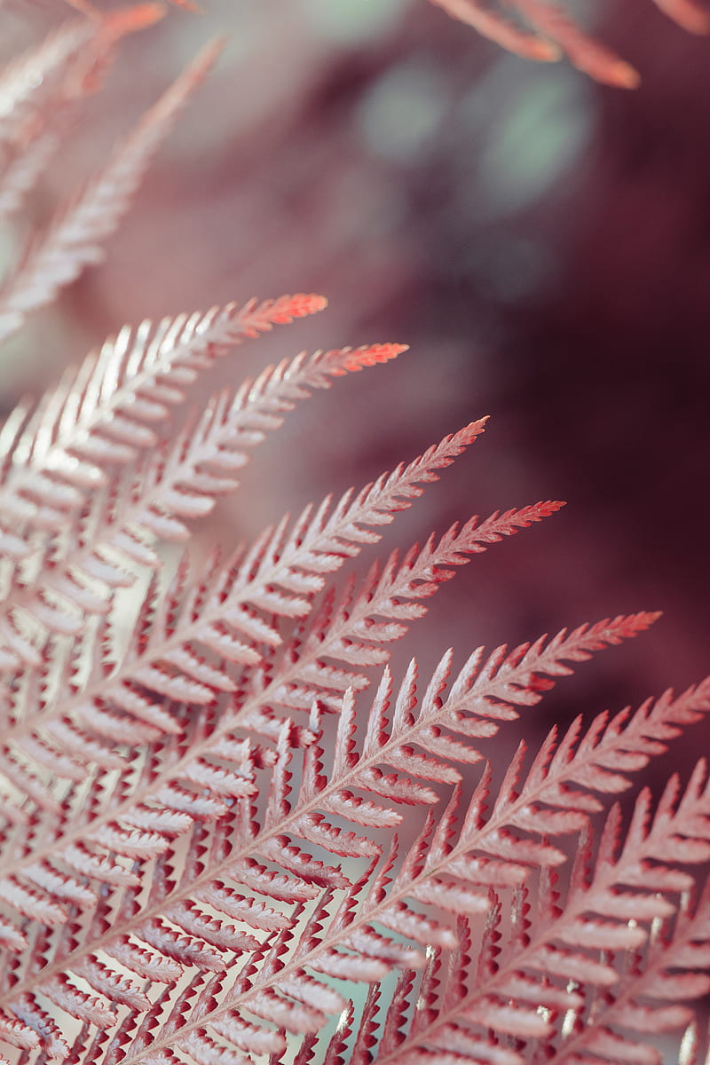 leaves, fern, plant, macro, closeup, HD phone wallpaper