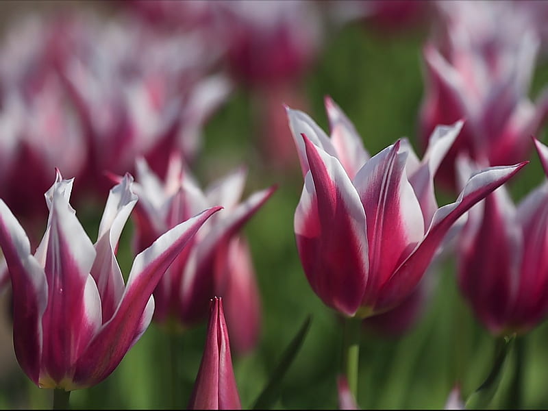 Bicolor tulips- Red White Tulips, HD wallpaper