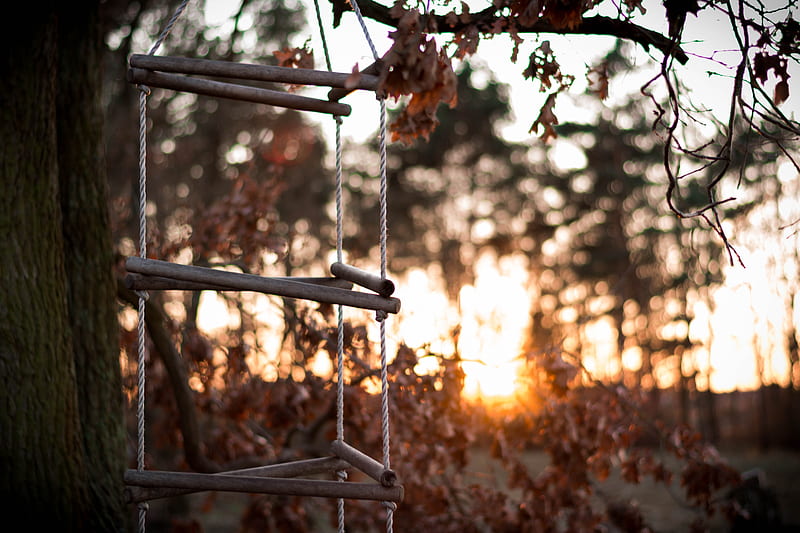 ladder, rope, tree, sunset, autumn, HD wallpaper