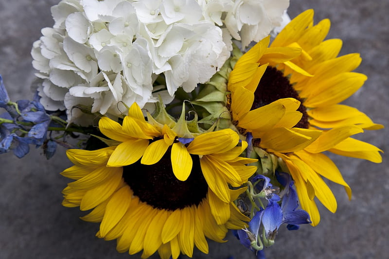 Sigue la luz, hortensias, amarillas, moradas, girasoles, ramo, amor,  siempre, Fondo de pantalla HD | Peakpx