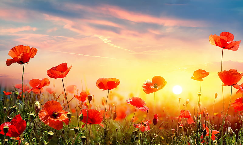 Poppies at sunrise, sunrise, sunset, field, poppy, flowers, bonito, HD wallpaper