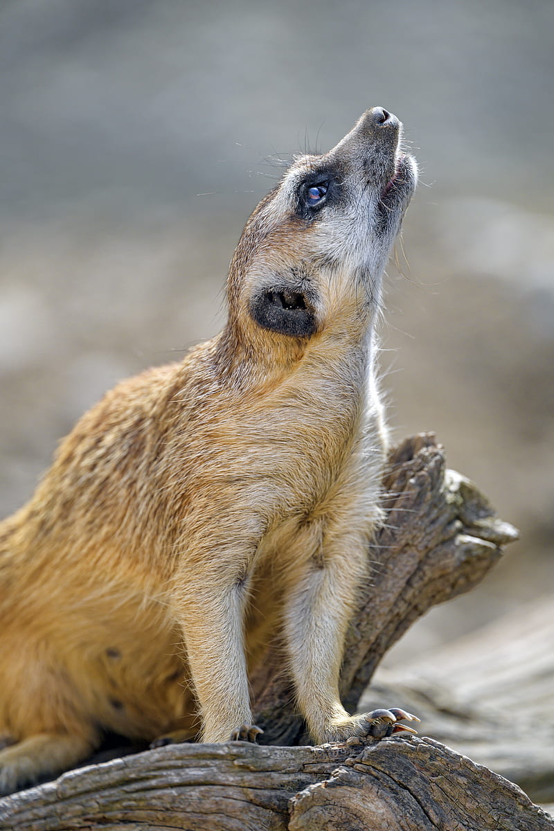 meerkat, rodent, animal, profile, HD phone wallpaper