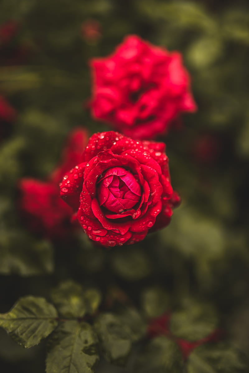 rose, flowers, drops, macro, wet, HD phone wallpaper