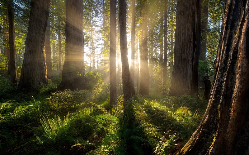 Redwood Forest, America, trees, California, forest, ferns, sunbeams, HD wallpaper