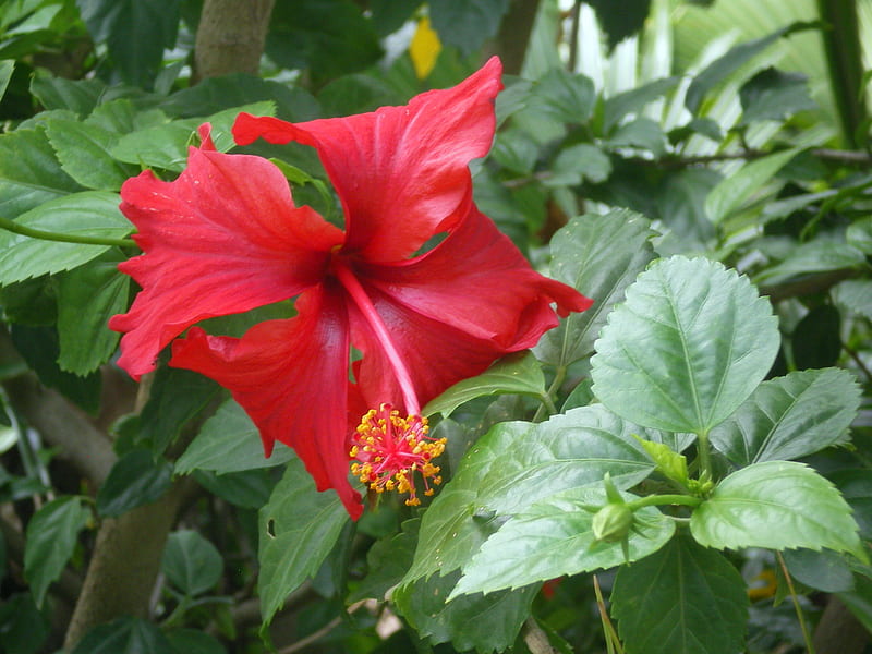 Red bell flower, flower, flowers, red bell, nature, HD wallpaper