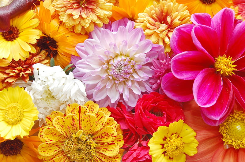 So many flowers, flower, summer, yellow, nature, pink, dahlia, HD wallpaper