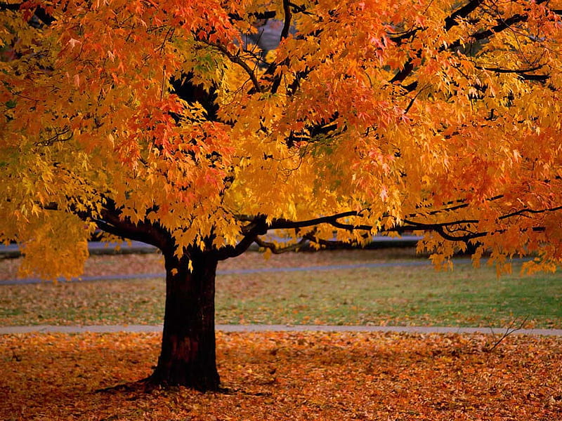 Autumn, mz, HD wallpaper | Peakpx