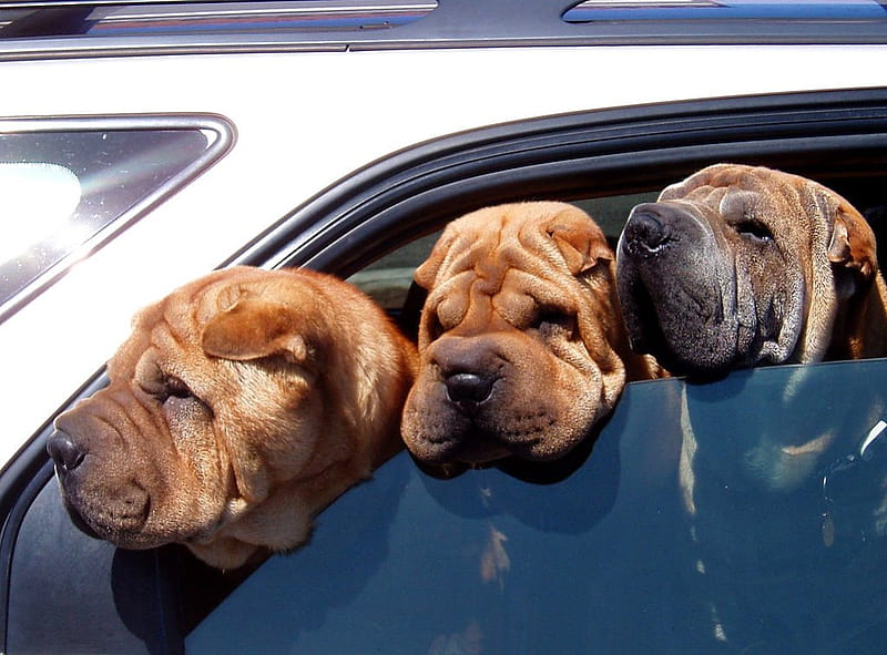 Three dogs, cute, shar pei, waiting, car, dogs, puppy, HD wallpaper