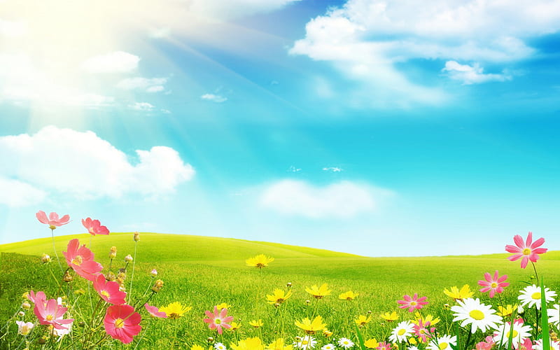 *** Spring on the meadow ***, flowers, nature, spring, sky, meadow, blue, HD wallpaper