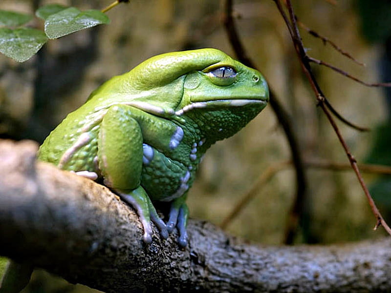 Strange Tree Frog, frog, tree, strange, green, HD wallpaper