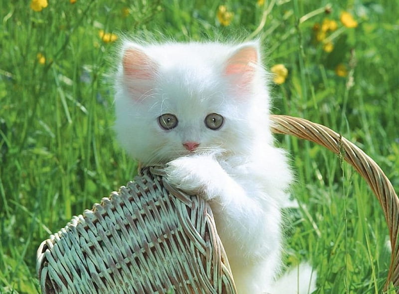 white kitten, pink, grass, basket, sunlight, HD wallpaper
