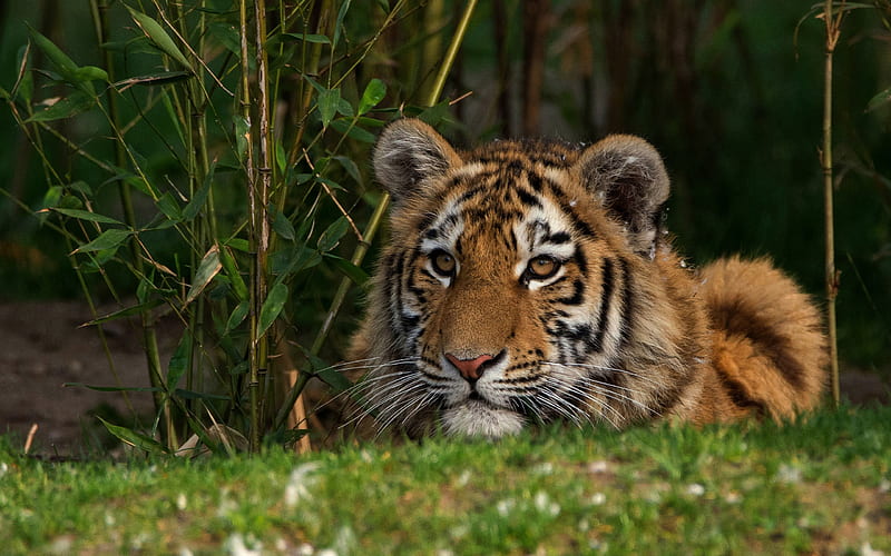 tiger, predator, wildlife, wild animals, tigers, HD wallpaper