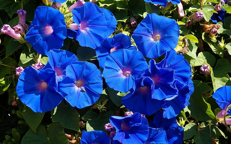 Morning Glory, flower, summer, blue, zorele, HD wallpaper