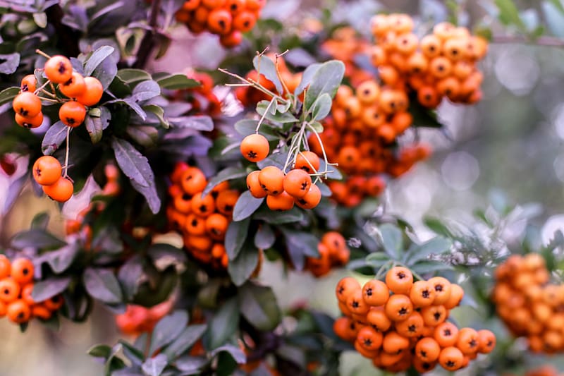 pyracantha, berries, orange, leaves, macro, HD wallpaper