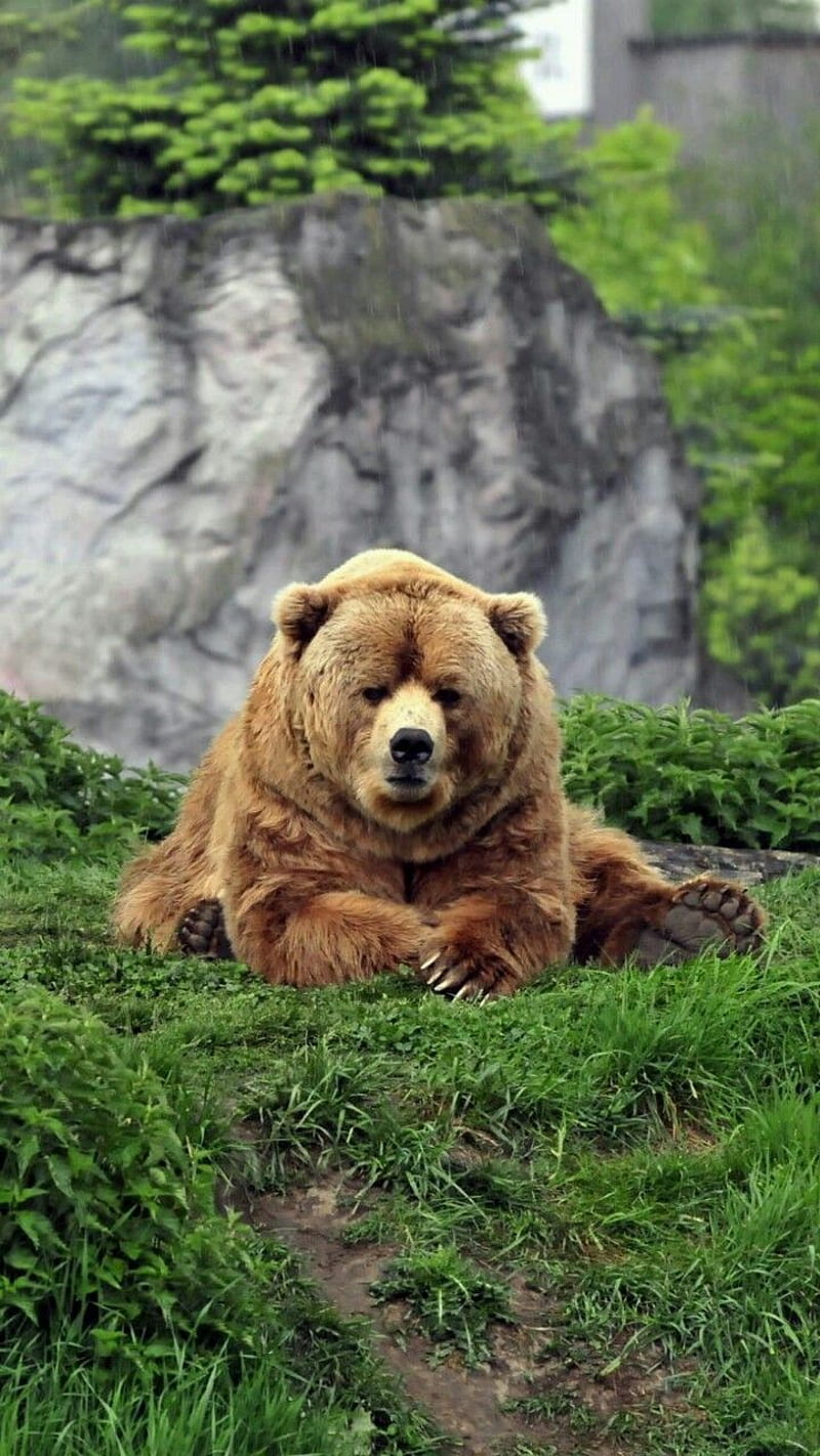 grumpy bear, animal, brown, wild, HD phone wallpaper