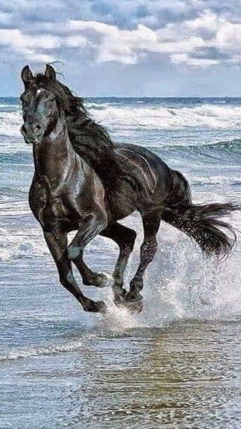 Galloping, horse, water, HD phone wallpaper