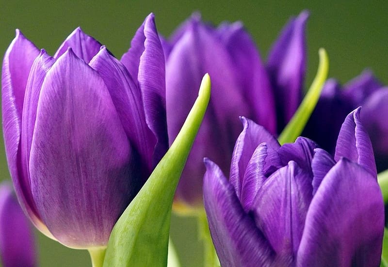 Purple Tulips Tulipanok Lila Kivirul Viragos Termeszet Tavaszi Hd Wallpaper Peakpx