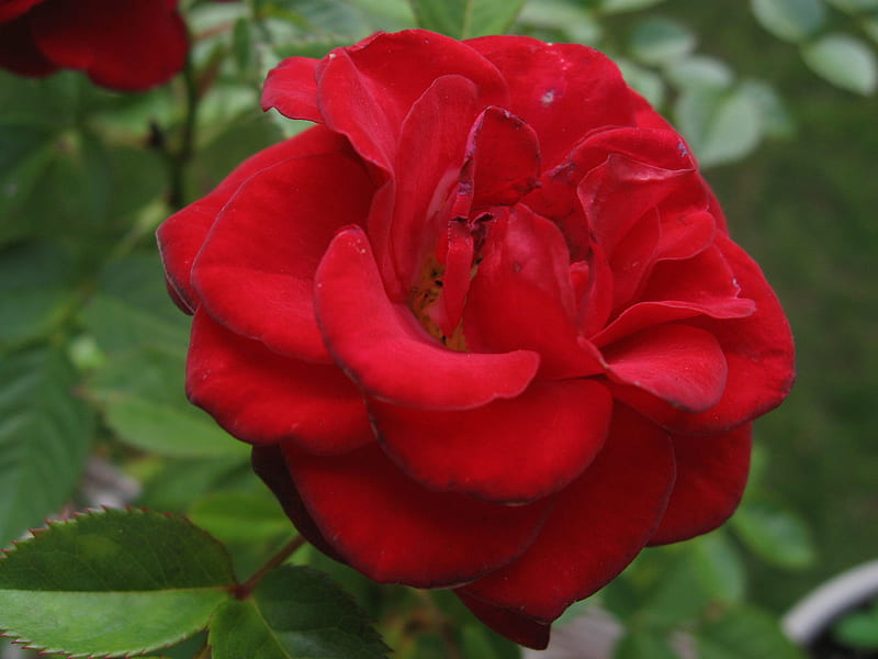 Red Rose, colorful, red, bonito, miniature, HD wallpaper
