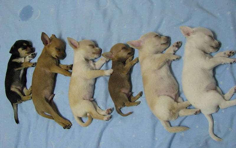 Litter Of Chihuahua Puppies, HD wallpaper