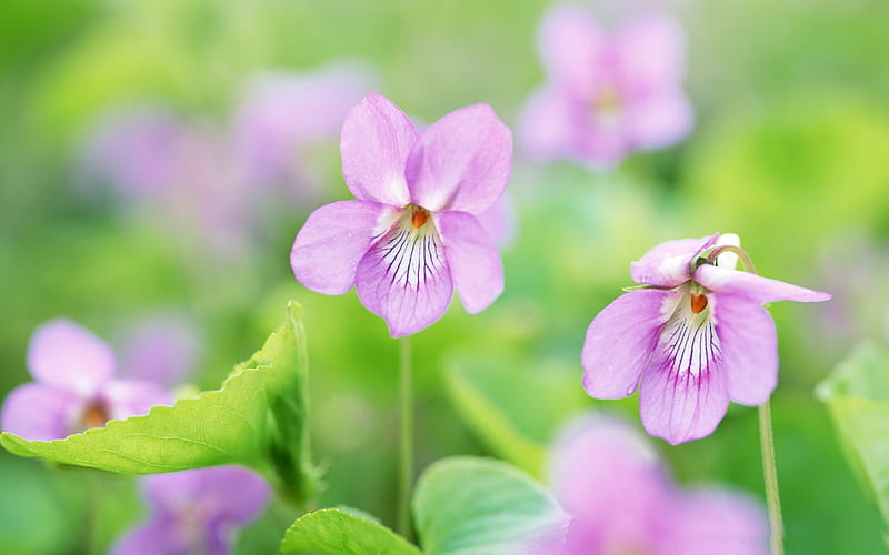 small pink flowers-Amazing flowers graphy, HD wallpaper