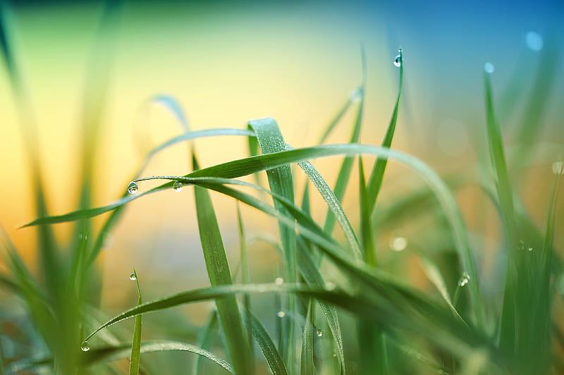 Raindrop Grass Plant , drops, rain, nature, leaves, HD wallpaper