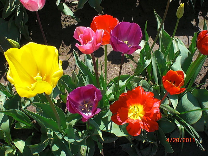 The Wooden Shoe Tulips, colors, beauty, flowers, elegance, HD wallpaper