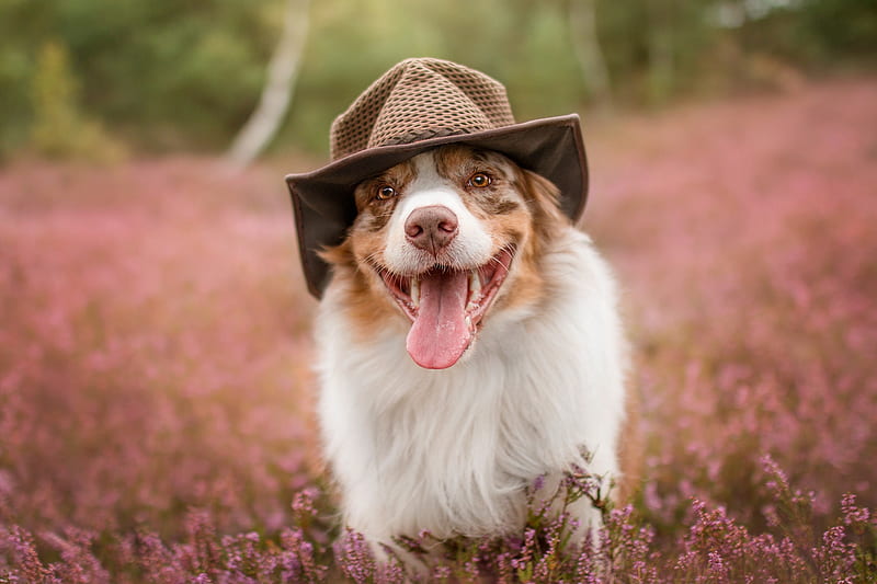 :P, flower, caine, pink, tongue, hat, field, dog, australian shepherd, face, funny, HD wallpaper