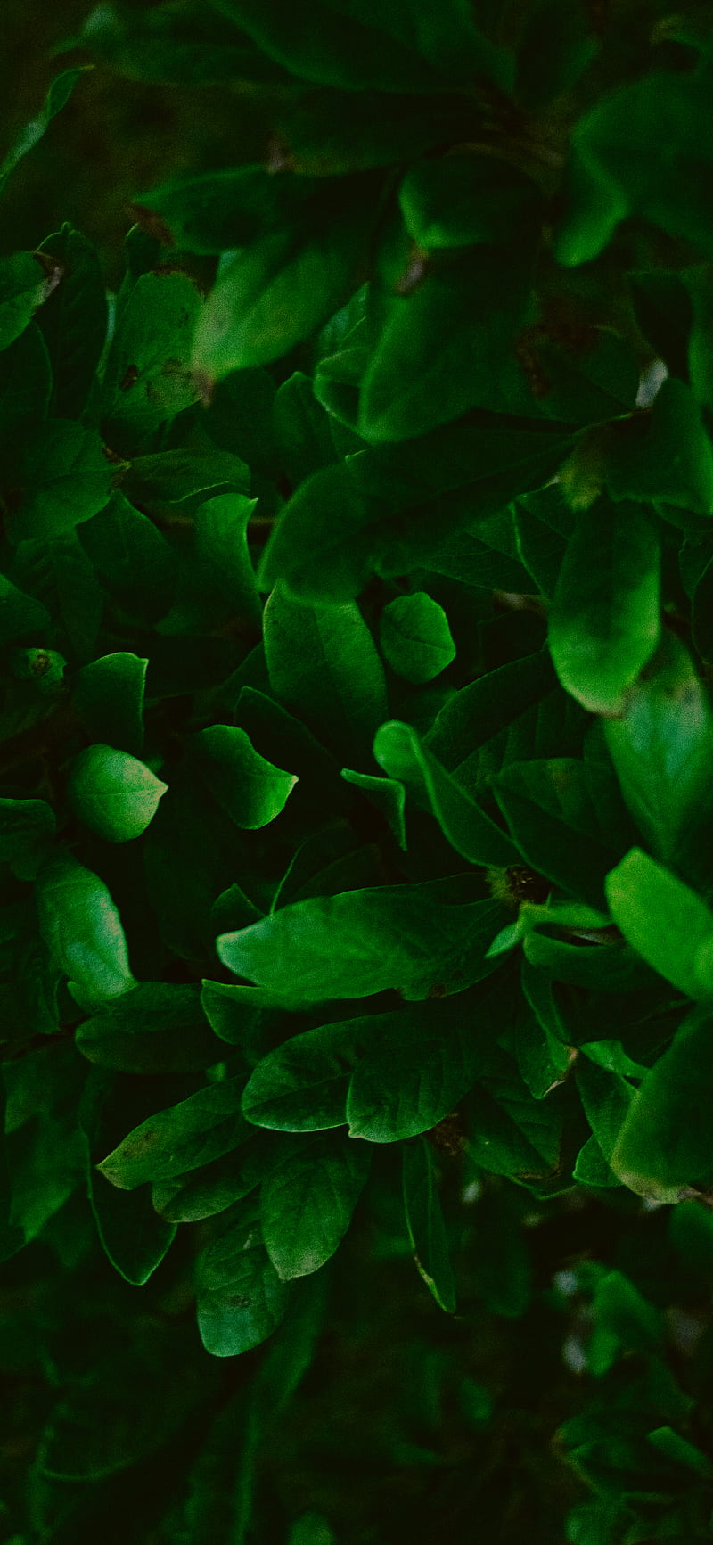 Green leaf, HD phone wallpaper | Peakpx