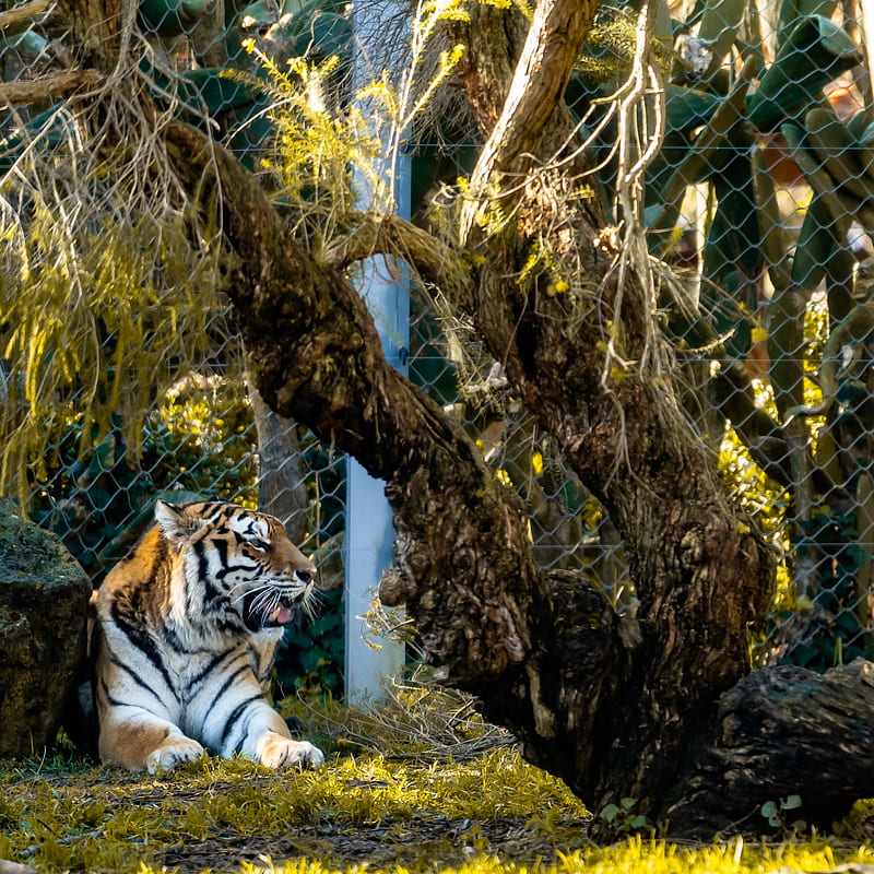 tiger, big cat, predator, beast, HD phone wallpaper