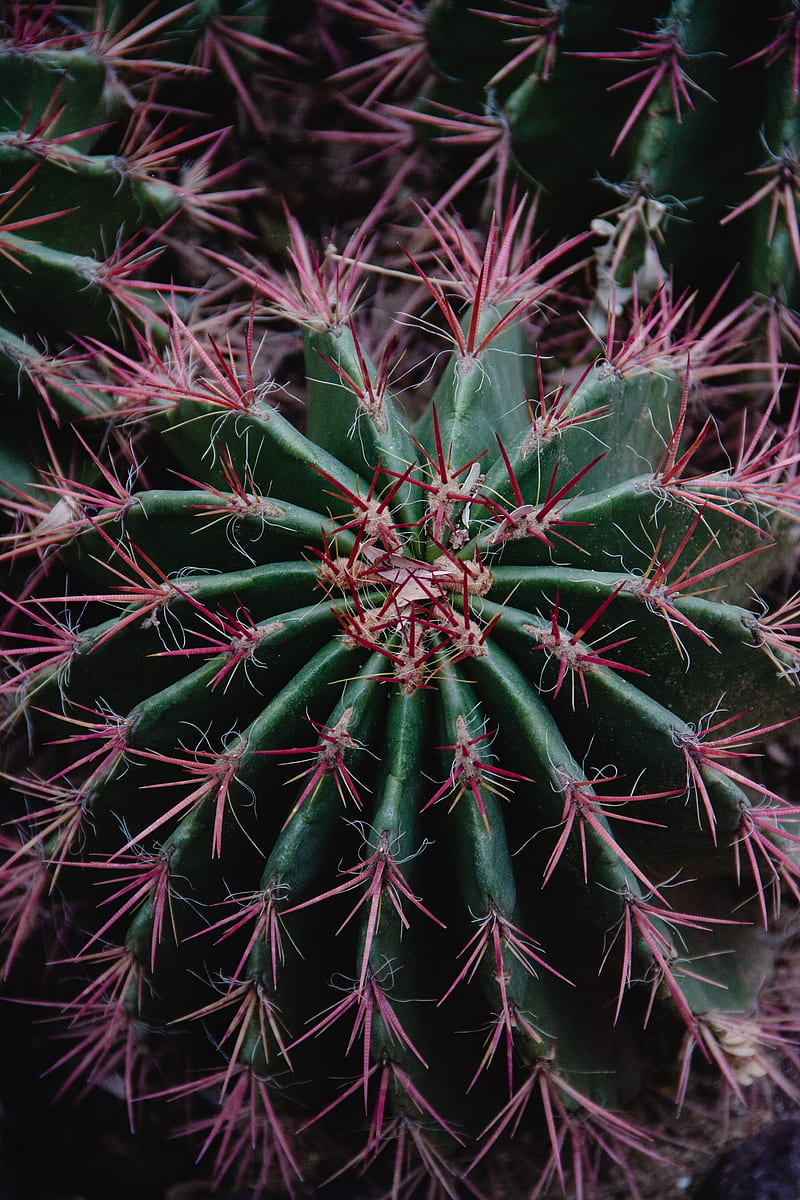 cactus, succulent, prickly, plant, macro, HD phone wallpaper