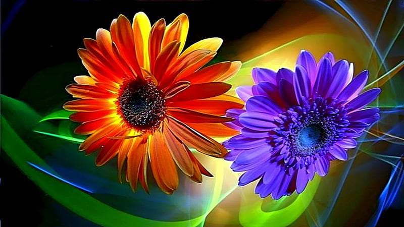 Caring For You, daisies, colorful, caring, romances, love, flower ...