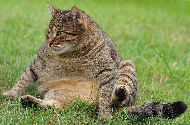 fatty cat, cute, grass, looking away, cute, Animal, HD wallpaper