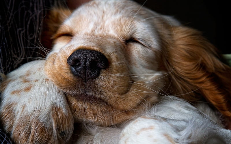 Sleeping puppy, sleep, paw, caine, cocker, animal, sweet, cute, spaniel, puppy, dog, HD wallpaper