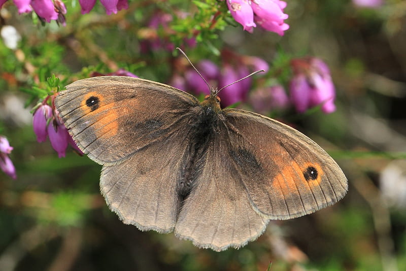 meadow brown, butterfly, brown, flower, bonito, pink, HD wallpaper