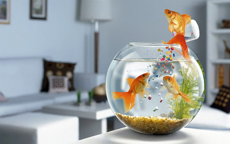 sprinkle fish, water, sprinkles, aquarium, fishbowl, goldfish, HD wallpaper