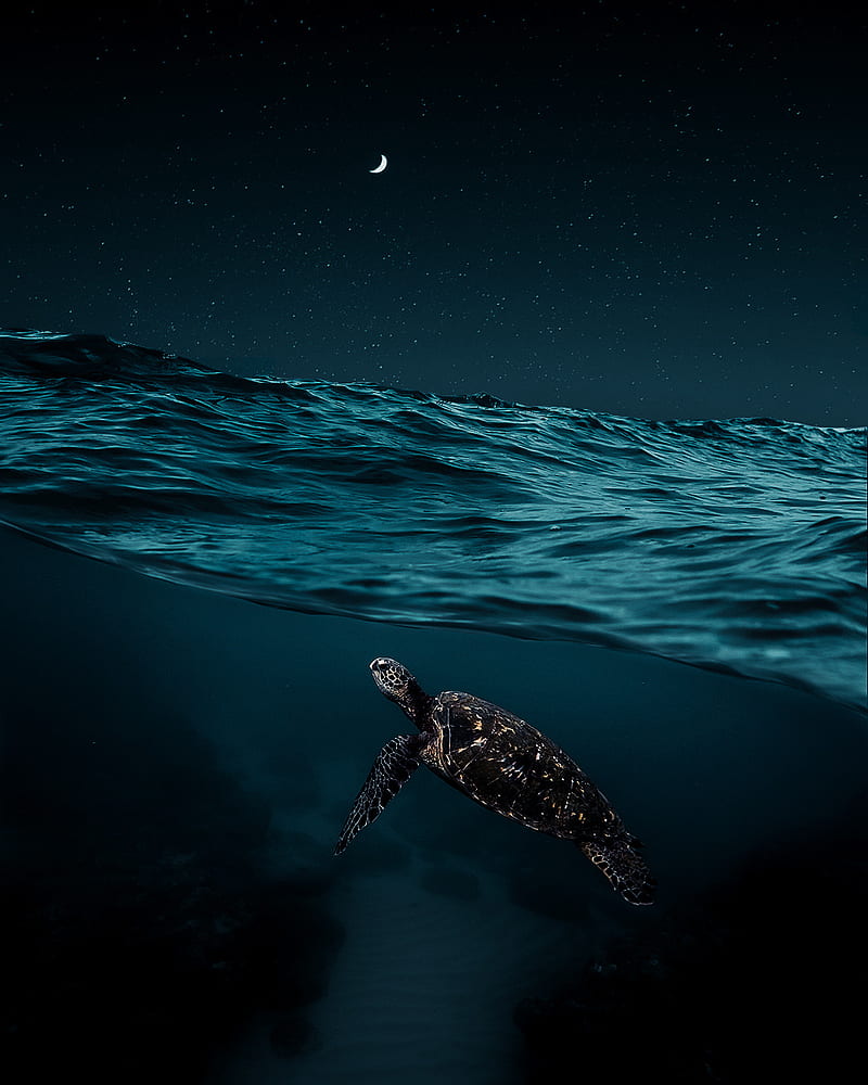 Turtle and moon, creatures, ocean, sea, turtles, HD phone wallpaper