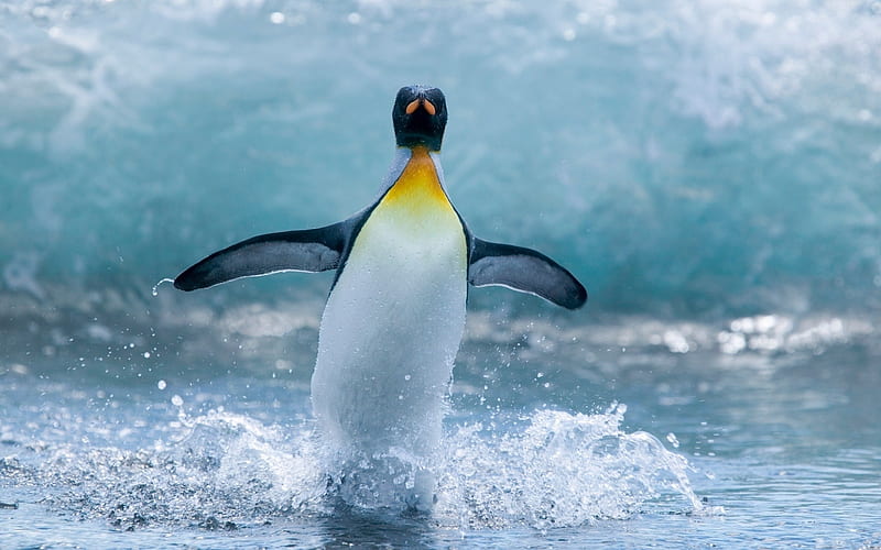 Antarctic continent penguin animal 16, HD wallpaper