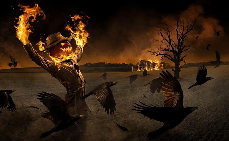 Burning scarecrow, halloween, burning, surrealism, scarecrow, situation, fire, tree, fly, bird, manipulation, pumpkin, crow, field, HD wallpaper