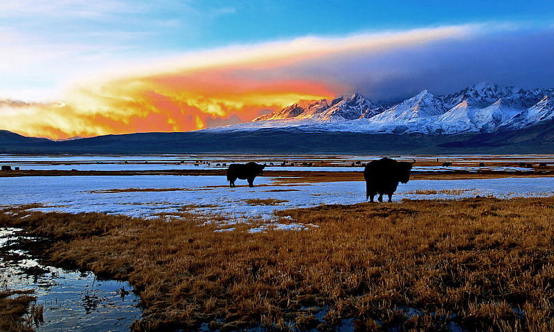 Plateau of Buffalo, sun, grass, background, buffalo, sunset, snowy, afternoon, nice, multicolor mounts, creeks, dawn, winter, snow, mountains, white, bonito, seasons, cold, animals, blue, lakes, maroon, icy, mongolia, day meadow, pc, orange, yellow, clouds, g, calm, peaks, beauty, evening, sunrise, morning, pasturage, rivers, , black, sky, skies, water, cool, serenity, awesome, ice, colorful, mongol grasslands, pink, tranquility, amazing multi-coloured, view, place, colors, plateau, serene, plants, colours, pasture, frozen, HD wallpaper