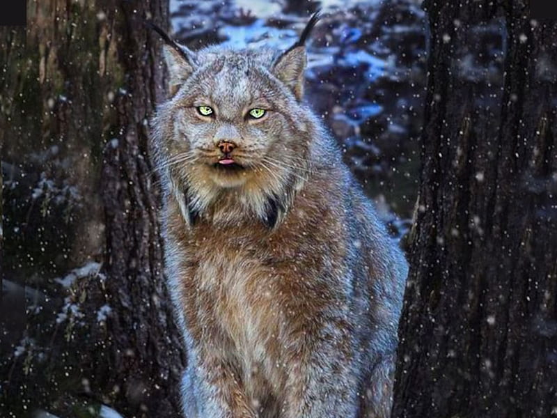 Canada Lynx, the WOW factor, wonderful nature, nature, album, Bored Panda, HD wallpaper
