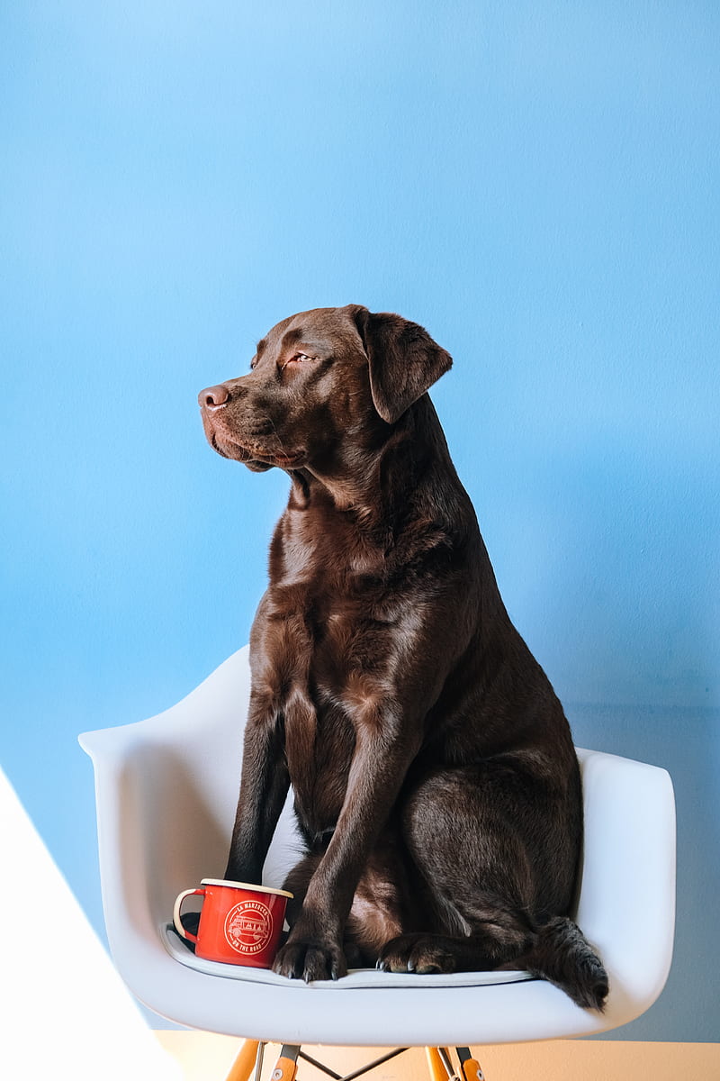 labrador, dog, mug, chair, HD phone wallpaper