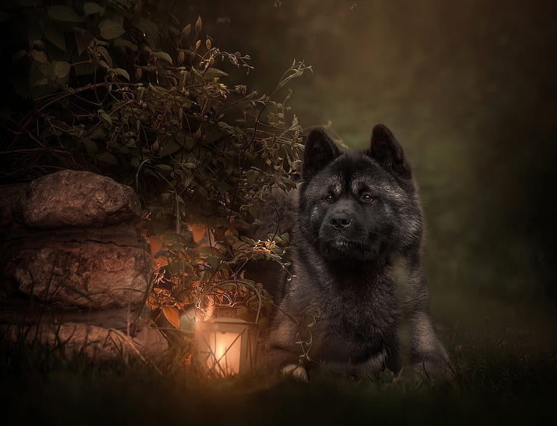 Dogs, Dog, Lantern, Pet, HD wallpaper