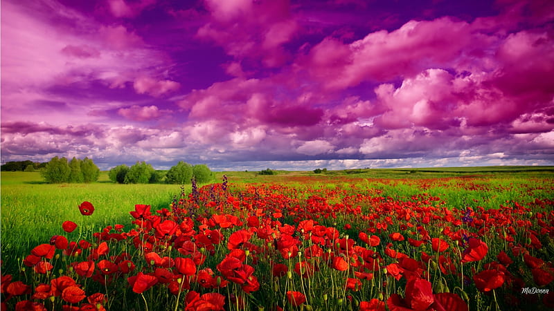 Purple Sky Poppies, wild flowers, poppies, spring, sky, purple, bright, summer, flowers, field, HD wallpaper