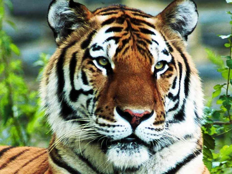Tiger, orange, black, face, skin, white, eyes, animal, HD wallpaper