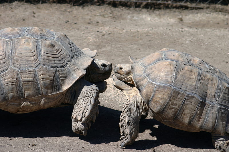 two gray-and-brown turtles, HD wallpaper