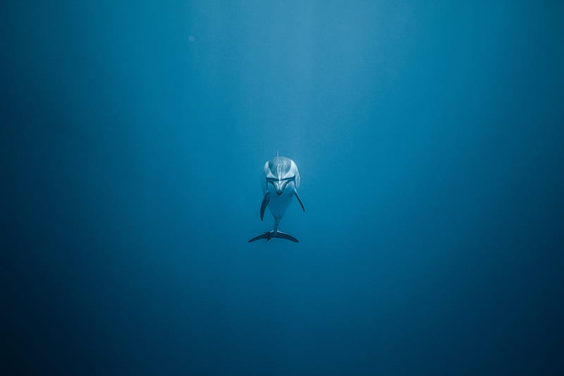 Dolphin Underwater , dolphin, animals, underwater, HD wallpaper