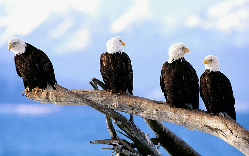 wild and bald eagles-Birds high-definition, HD wallpaper