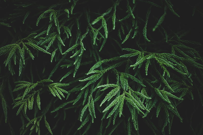 branches, plant, macro, green, HD wallpaper