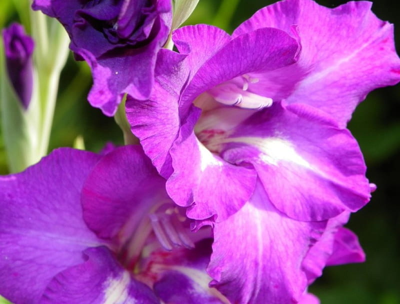 Gladiolus, flower, autumn, purple, HD wallpaper